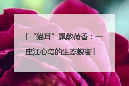 “猫耳”飘散荷香：一座江心岛的生态蜕变