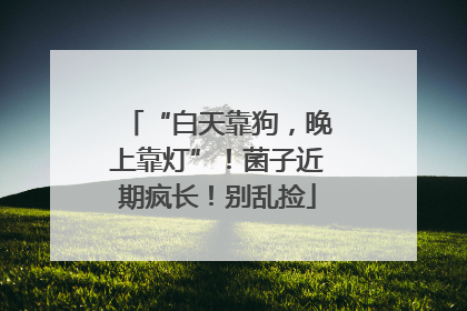“白天靠狗，晚上靠灯”！菌子近期疯长！别乱捡