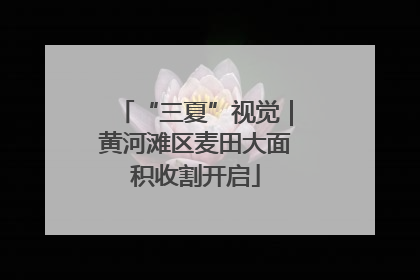 “三夏”视觉｜黄河滩区麦田大面积收割开启