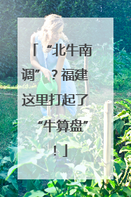 “北牛南调”?福建这里打起了“牛算盘”!