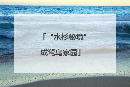 “水杉秘境”成鹭鸟家园