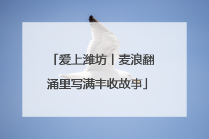 爱上潍坊丨麦浪翻涌里写满丰收故事