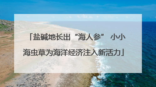 盐碱地长出“海人参” 小小海虫草为海洋经济注入新活力