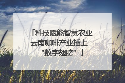 科技赋能智慧农业 云南咖啡产业插上“数字翅膀”