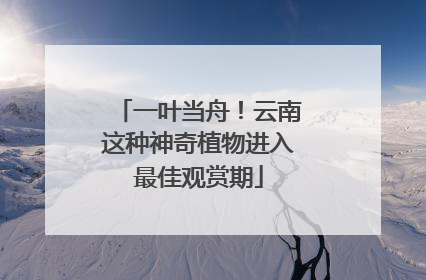 一叶当舟！云南这种神奇植物进入最佳观赏期