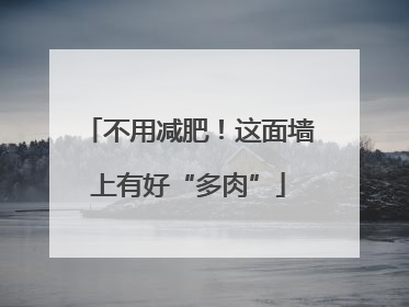 不用减肥！这面墙上有好“多肉”