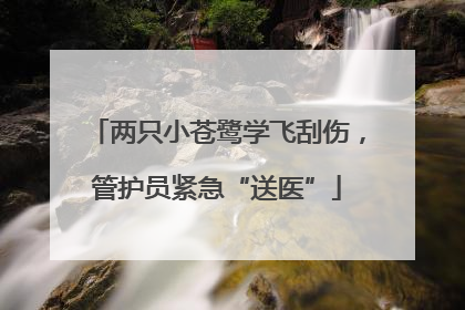 两只小苍鹭学飞刮伤，管护员紧急“送医”