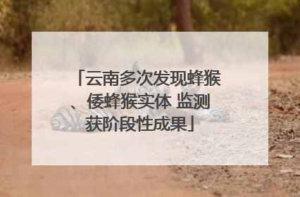 云南多次发现蜂猴、倭蜂猴实体 监测获阶段性成果