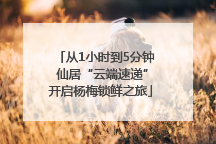 从1小时到5分钟 仙居“云端速递”开启杨梅锁鲜之旅