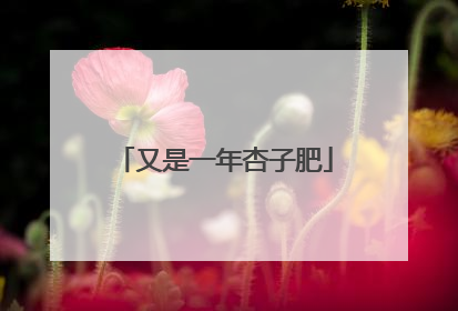 又是一年杏子肥