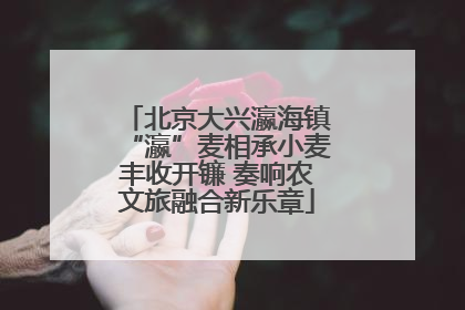 北京大兴瀛海镇“瀛”麦相承小麦丰收开镰 奏响农文旅融合新乐章