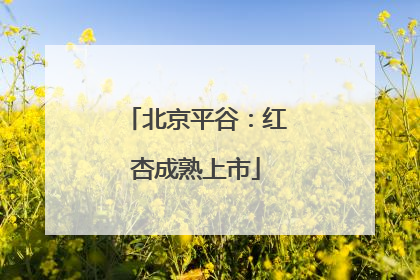 北京平谷：红杏成熟上市