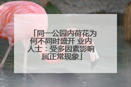 同一公园内荷花为何不同时盛开 业内人士：受多因素影响 属正常现象