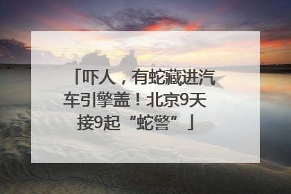 吓人，有蛇藏进汽车引擎盖！北京9天接9起“蛇警”