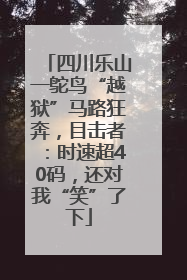 四川乐山一鸵鸟“越狱”马路狂奔，目击者：时速超40码，还对我“笑”了下