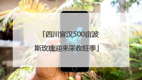 四川宣汉500亩波斯玫瑰迎来采收旺季