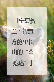 宁夏贺兰：智慧方舱里长出的“金疙瘩”