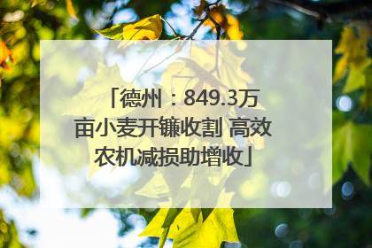 德州：849.3万亩小麦开镰收割 高效农机减损助增收