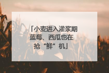 小麦进入灌浆期 蓝莓、西瓜也在抢“鲜”机