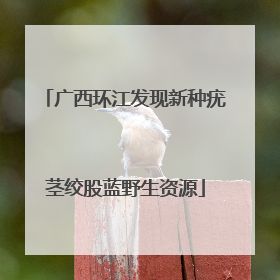 广西环江发现新种疣茎绞股蓝野生资源