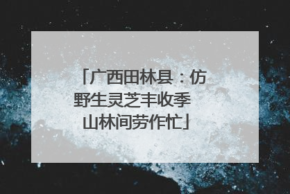 广西田林县：仿野生灵芝丰收季 山林间劳作忙