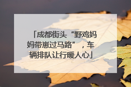成都街头“野鸡妈妈带崽过马路”，车辆排队让行暖人心