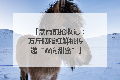 暴雨前抢收记：万斤胭脂红鲜桃传递“双向甜蜜”