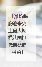 潍坊临朐迎来史上最大规模法国祖代朗德鹅种苗