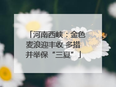河南西峡：金色麦浪迎丰收 多措并举保“三夏”