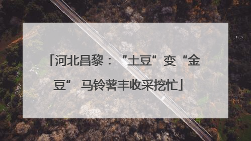 河北昌黎：“土豆”变“金豆” 马铃薯丰收采挖忙