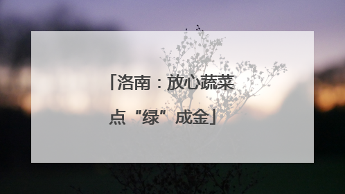 洛南：放心蔬菜点“绿”成金