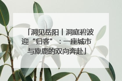 洞见岳阳丨洞庭碧波迎“归客”：一座城市与麋鹿的双向奔赴