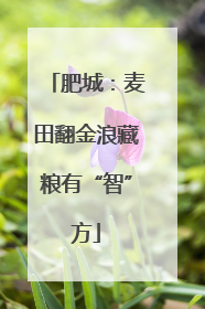 肥城：麦田翻金浪藏粮有“智”方