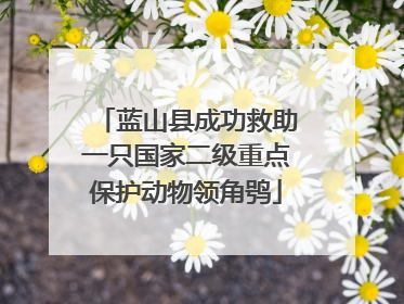 蓝山县成功救助一只国家二级重点保护动物领角鸮