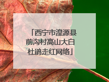西宁市湟源县前沟村高山大白杜鹃走红网络