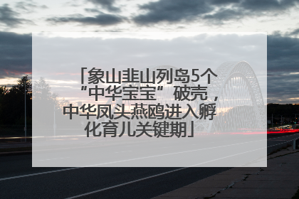 象山韭山列岛5个“中华宝宝”破壳，中华凤头燕鸥进入孵化育儿关键期