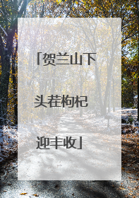 贺兰山下 头茬枸杞迎丰收