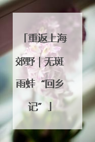 重返上海郊野｜无斑雨蛙“回乡记”