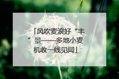 风吹麦浪好“丰”景——多地小麦机收一线见闻