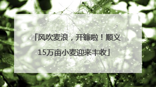 风吹麦浪，开镰啦！顺义15万亩小麦迎来丰收