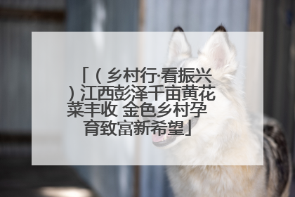 （乡村行·看振兴）江西彭泽千亩黄花菜丰收 金色乡村孕育致富新希望