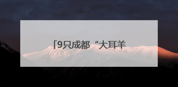 9只成都“大耳羊”出口乌干达，助力非洲养殖业发展